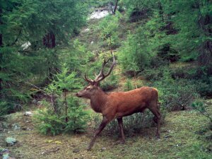Chasse haute_1 2026