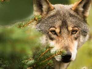 Loup_FR