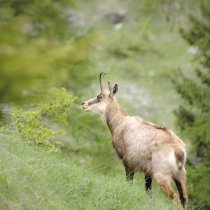 chamois-5579897_1280_small