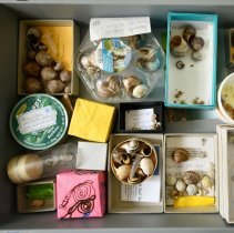 coquilles © Musées cantonaux du Valais, Sion