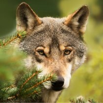 Loup_FR