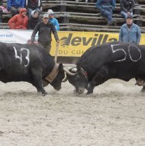 Race _Hérens_Photo @ Yves Brunelli Nouvelliste