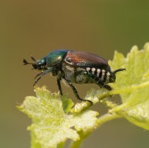 scarabé FR © T. Graf Agroscope