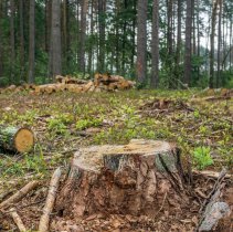 Deforestation concept. Stumps, logs and branches of tree after cutting down forest
