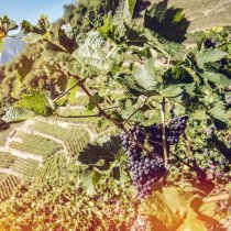 vignesDE Foto © Valais Wallis Promotion - David Carlier